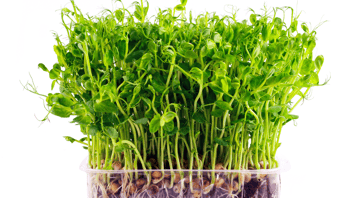 Microgreens