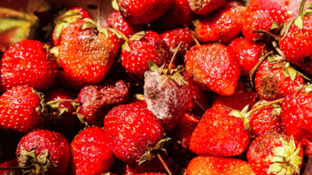 Pile of strawberries with stems. Some strawberries are rotting or have mold on them while others are perfect. 