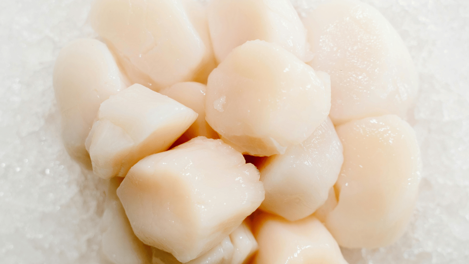 14 raw scallops sit on flake ice