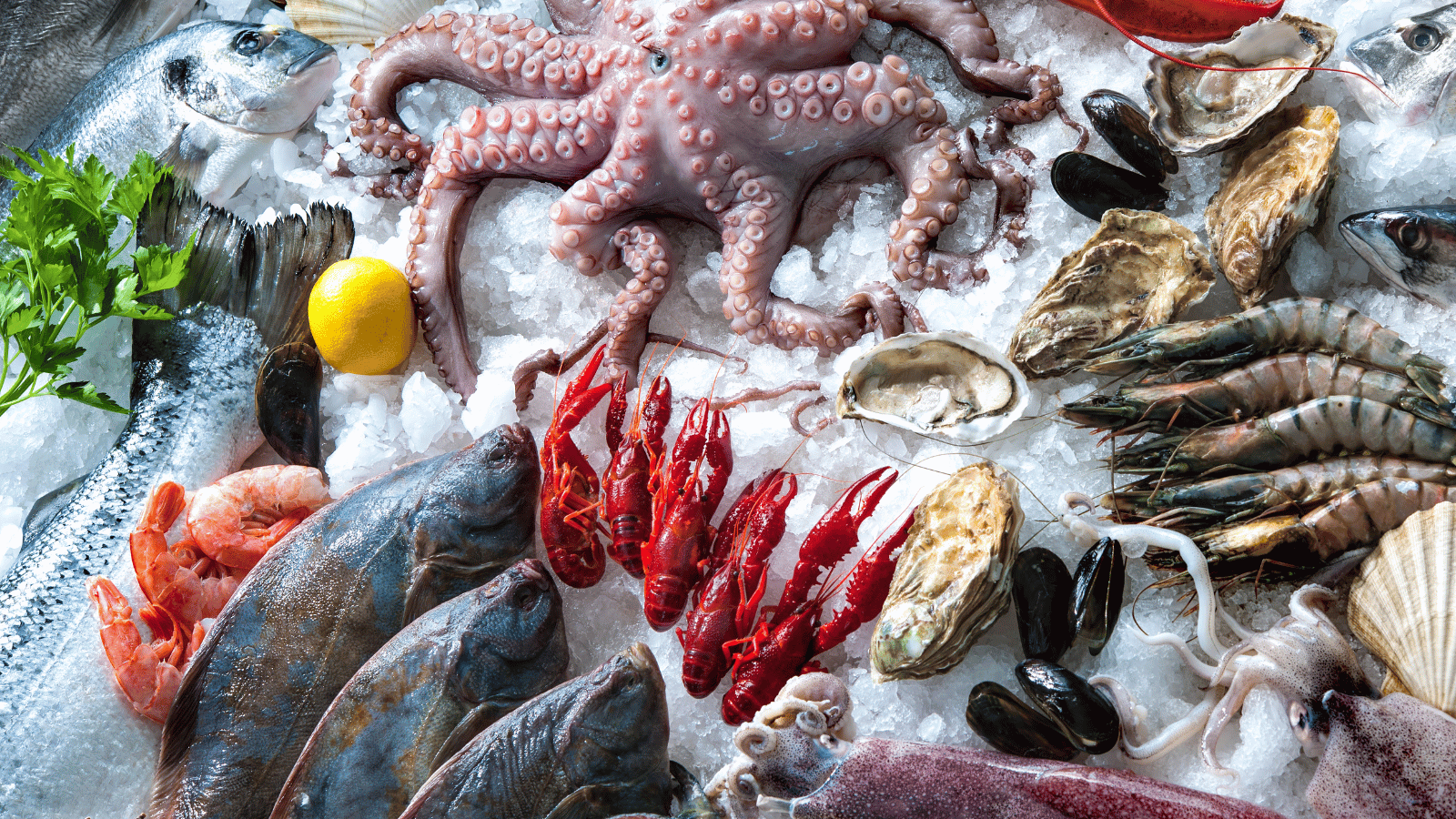 A variety of different types of seafood, including octopus, crawfish, shrimp, whole fish, and mussels, on a display of shaved, or flake ice. A lemon and sprig of parsley are also shown.  